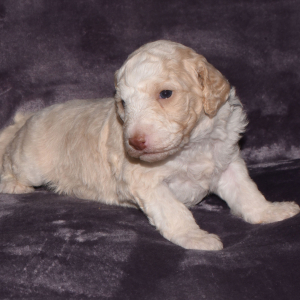 Aussiedoodle Puppy Destin