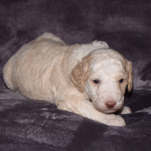 Aussiedoodle Puppy Destin