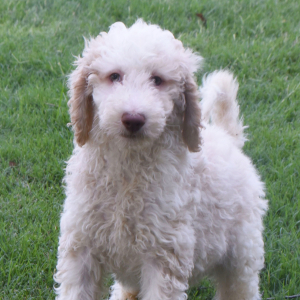 Aussiedoodle Puppy Destin