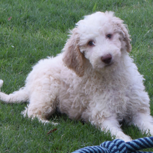 Aussiedoodle Puppy Destin