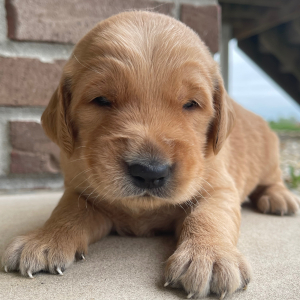Golden Retriever Puppy Titus
