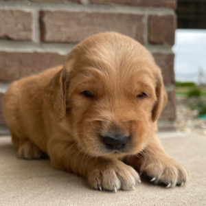 Golden Retriever Puppy Titus