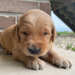 Golden Retriever Puppy Titus
