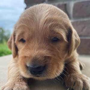 Golden Retriever Puppy Titus
