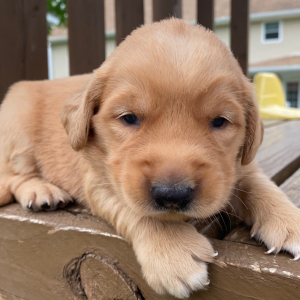 Golden Retriever Puppy Teresa