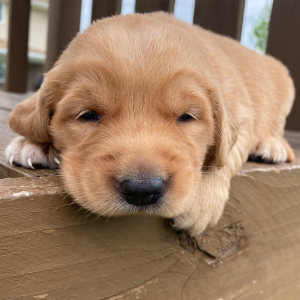 Golden Retriever Puppy Teresa