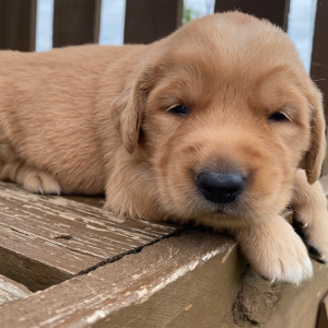 Golden Retriever Puppy Teresa