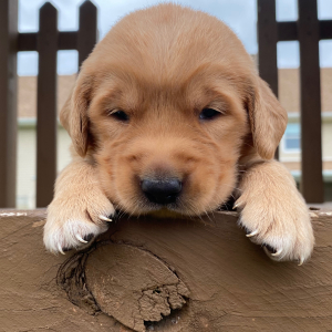 Golden Retriever Puppy Teresa