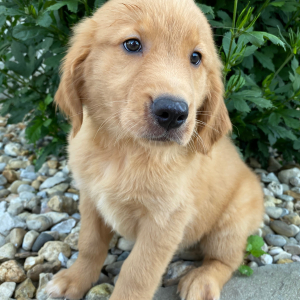 Golden Retriever Puppy Teresa