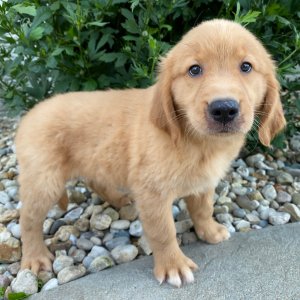Golden Retriever Puppy Teresa