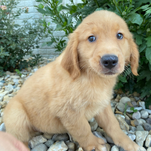 Golden Retriever Puppy Teresa