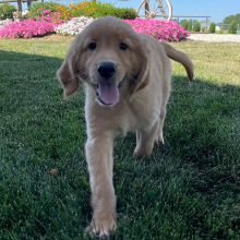 Golden Retriever Puppy Teresa