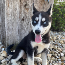 Siberian Husky Puppy Violet