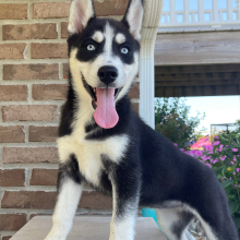 Siberian Husky Puppy Violet