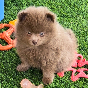 Pomeranian Puppy Ja