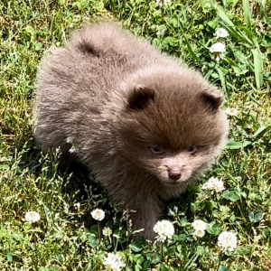 Pomeranian Puppy Ja