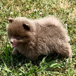Pomeranian Puppy Ja