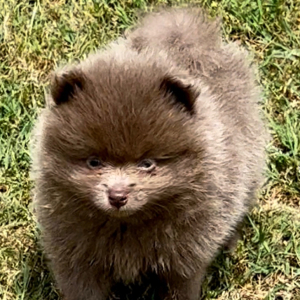 Pomeranian Puppy Ja