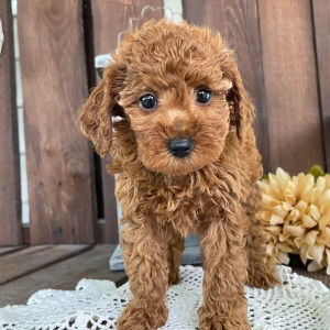 Poodle Puppy Joshua