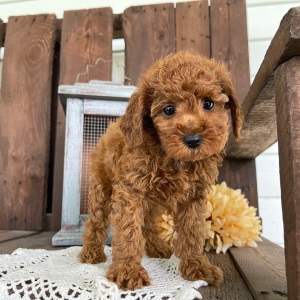 Poodle Puppy Joshua