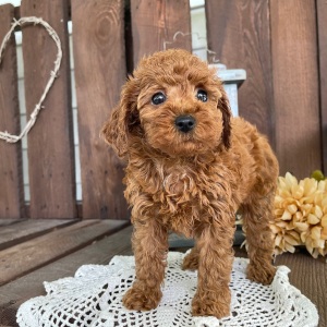 Poodle Puppy Joshua
