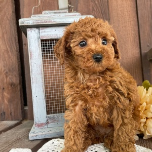 Poodle Puppy Joshua