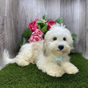 Havanese Puppy Ollie
