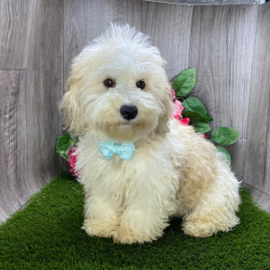 Havanese Puppy Ollie