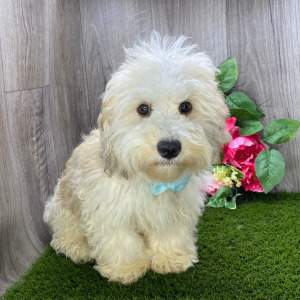 Havanese Puppy Ollie