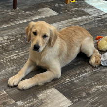 Golden Retriever Puppy Clara