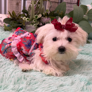 Morkie Puppy Emma