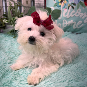 Morkie Puppy Emma