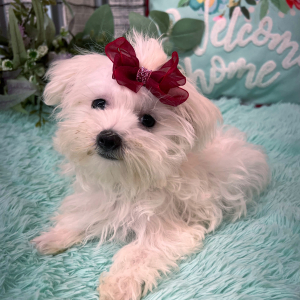 Morkie Puppy Emma