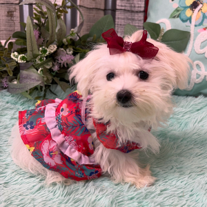 Morkie Puppy Emma