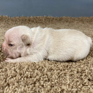 French Bulldog Puppy Lucky