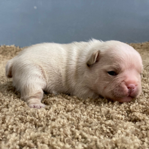 French Bulldog Puppy Lucky