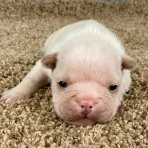 French Bulldog Puppy Lucky