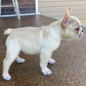 French Bulldog Puppy Lucky