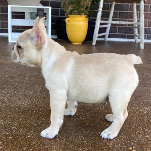 French Bulldog Puppy Lucky