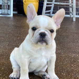 French Bulldog Puppy Lucky