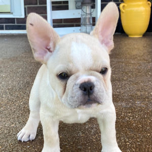 French Bulldog Puppy Lucky