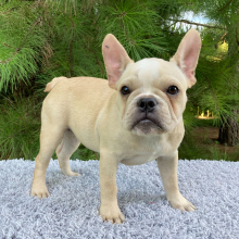French Bulldog Puppy Lucky
