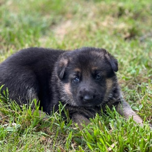 German Shepherd Dog Puppy Ellie