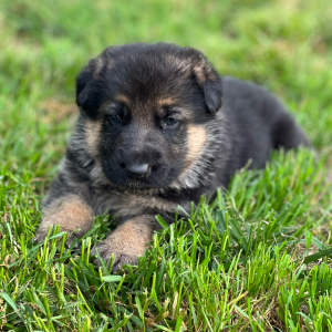 German Shepherd Dog Puppy Ellie