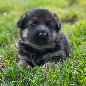 German Shepherd Dog Puppy Ellie