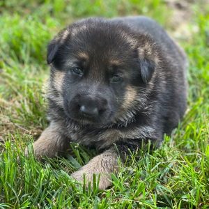 German Shepherd Dog Puppy Ellie