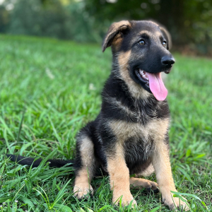 German Shepherd Dog Puppy Ellie