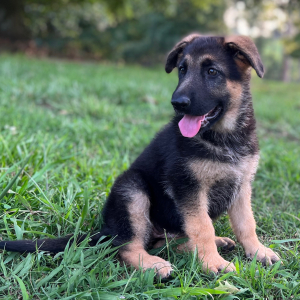 German Shepherd Dog Puppy Ellie