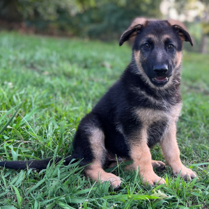 German Shepherd Dog Puppy Ellie