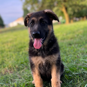 German Shepherd Dog Puppy Ellie